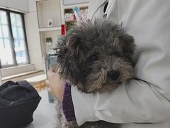 -凯瑞希宠物医院·狂犬免疫·微创·皮肤科