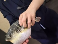 -肆月河豚·淮扬菜·湘菜(华天店)