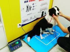 -瑞派·爱瑞可动物医院·口腔专科(广华新城分院)