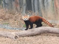 -武汉动物园