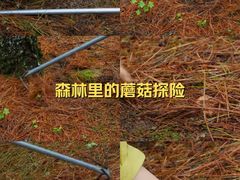 -北京九华山庄会展酒店
