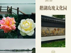 -鹅湖玫瑰文化园