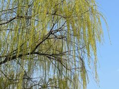 -顾村公园