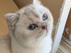 -鼓捣猫呢主题猫咖店