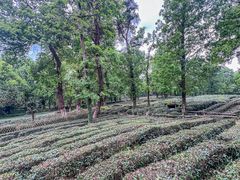 -野蔓果·山野菜(西湖景区·龙井茶田店)