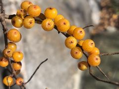 -叠溪松坪沟景区