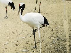 -盐城丹顶鹤湿地生态旅游区