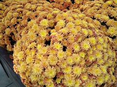 -杭州植物园