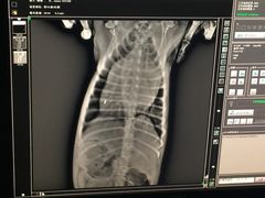 -爱侣宠医·鹦鹉专科·小型哺乳类·异宠专科(灵石路店)