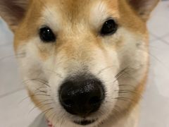 -柴务处·柴犬主题狗咖