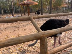 -大连森林动物园