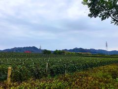-北京张裕爱斐堡酒庄