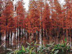 -白鹭湾湿地公园