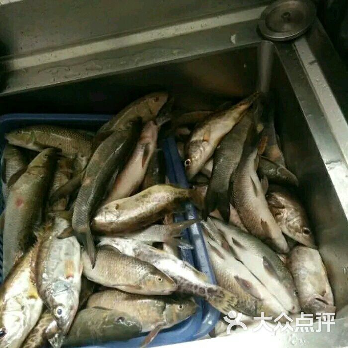 盈彩酒家-长江野生鱼图片-巴东县美食-大众点评网