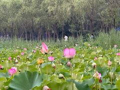 -西青郊野公园
