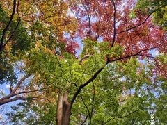 -镇江市南山风景名胜区竹林景区