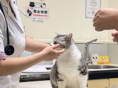 -谐和益家动物医院·免疫绝育·血液透析·宠保定点医院(高新伊藤分院)