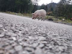 -硗碛藏寨·神木垒景区