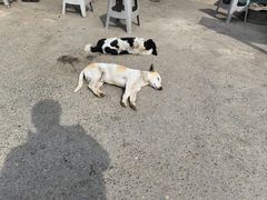 -杨家牛肉汤(淮建路店)