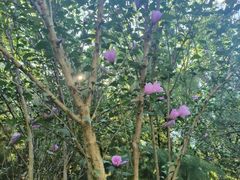 -合肥滨湖国家森林公园