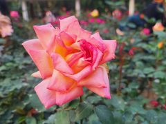 -人民公园(罗湖区)