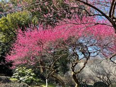 -杭州植物园