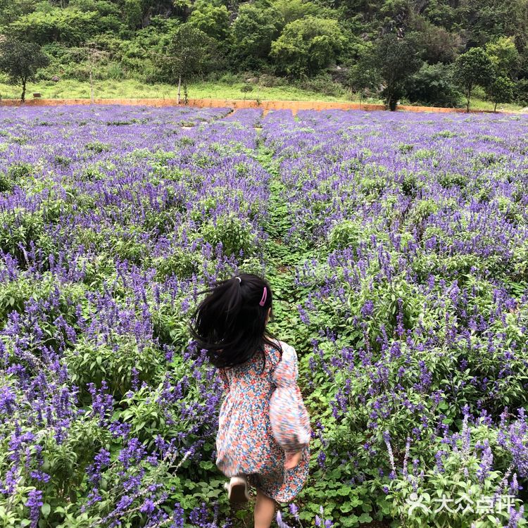 置身花海小火车