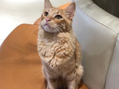 -藏猫猫咖啡主题馆(中央大道店)