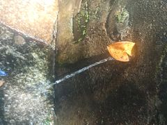 -白沙古井