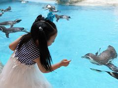 -帝企鹅自助餐厅•儿童岛•真企鹅(长隆企鹅酒店)