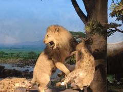 -国家自然博物馆