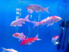 -味千拉面(航洋国际购物中心)