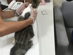 -宠爱国际动物医院· 猫科· 外科·中兽医(长白店)