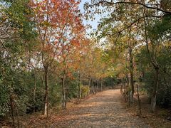 -上海海湾国家森林公园