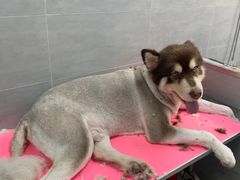-宠福鑫康馨动物医院·骨科·眼科