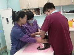 -北京观赏动物医院·24小时大型综合·猫专科·异宠专科
