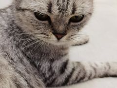 -Heymao猫咖.咖啡厅(东门店)