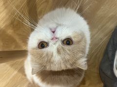 -滚猫咖啡·猫咖·猫友好撸猫(未来城店)