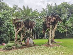 -中国科学院西双版纳热带植物园