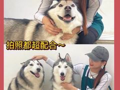 -星多哈·狗咖·拼豆·咖啡