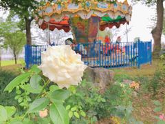 -鹅湖玫瑰文化园