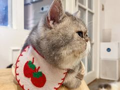 -楼上猫咖(罗湖店)