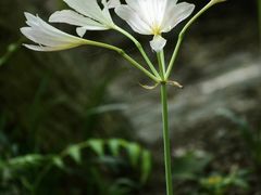 -蠡湖大桥公园