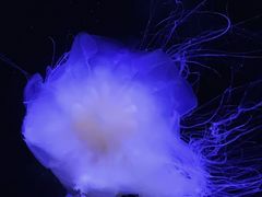 -青岛海底世界-水族馆