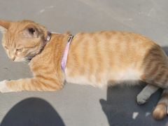 -宠物星动物医院·眼科·异宠·猫科(江南大道总院)