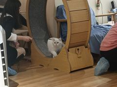 -滚猫咖啡·猫咖·猫友好撸猫(未来城店)