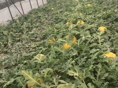 -庞各庄西瓜蔬菜采摘园·锦华瓜园
