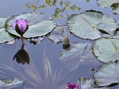-云溪植物园