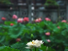 -成都市文化公园
