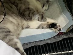 -贝康宠物医院·犬猫全科·小动物特色诊疗中心(东环路店)